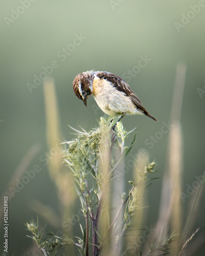 bird on a grass