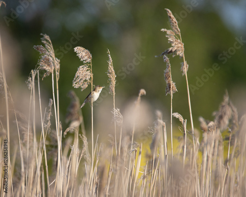 bird in the grass