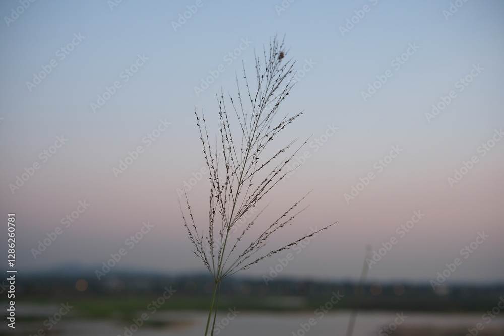 sunset over the river