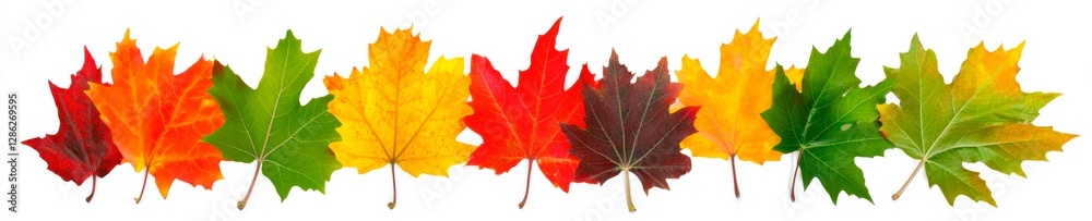 Vibrant Autumn Maple Leaves Showcase Fall Colors on White Background. Vibrant Autumn Maple Leaves Showcase Fall Colors on White Background.
