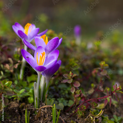 Obraz na płótnie crocus flowers in the garden - spring flowers w salonie