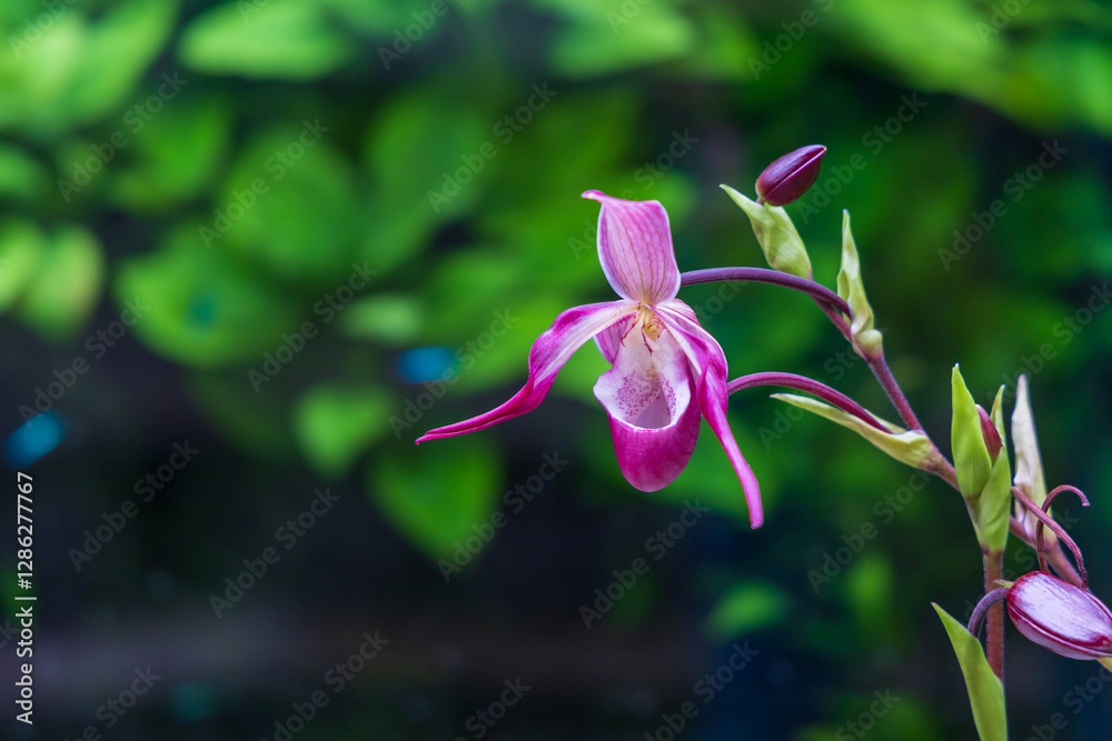 Obraz premium Rare Orchid flowers. Colorful Orchid flowers