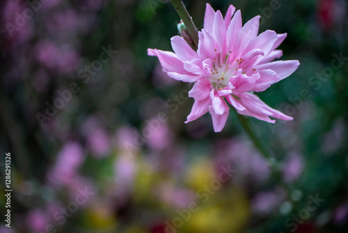 close up of pink flower