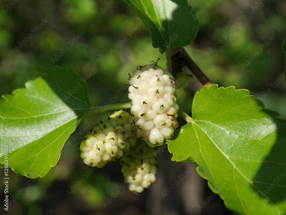 Russian Mulberry tree fruits in summer, Colorado Russian Mulberry tree fruits in summer, Colorado