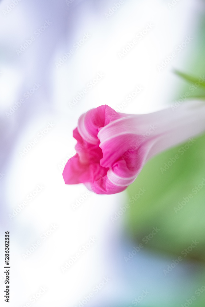 Fototapeta premium 朝顔の蕾、アサガオのツボミ