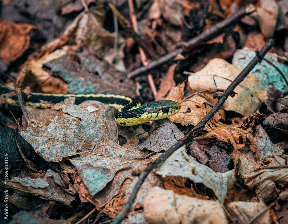 Small garter snake in the leaf litter on forest floor. Small garter snake in the leaf litter on forest floor.