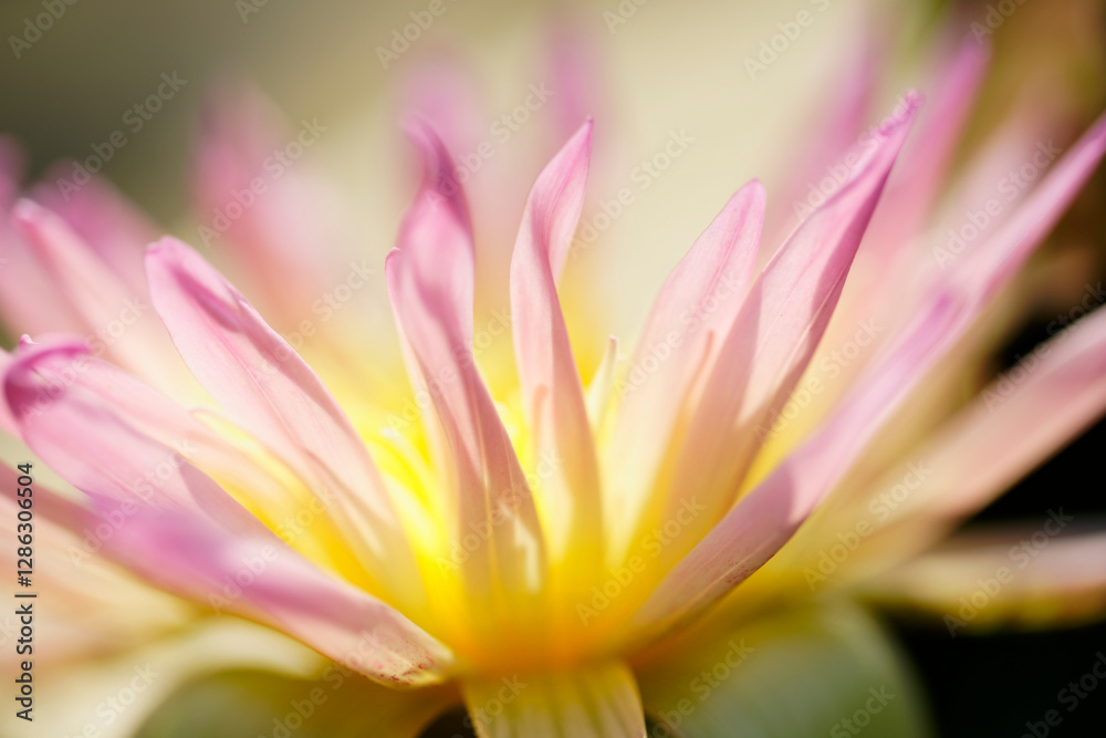 Fototapeta premium Delicate Pink and Yellow Water Lily Bloom in Soft Natural Light