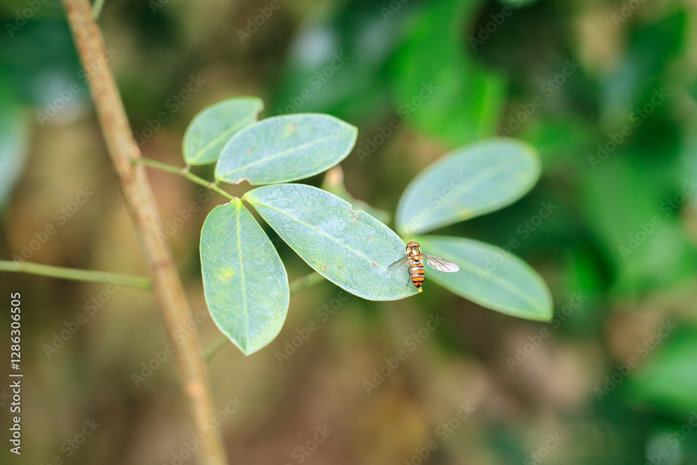 Hoverfly with Translucent Wings Perched on a Vibrant Green Leaf Hoverfly with Translucent Wings Perched on a Vibrant Green Leaf