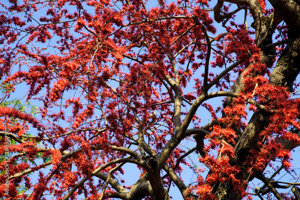 Vibrant Red Blossoms on Branches Against Clear Blue Sky Vibrant Red Blossoms on Branches Against Clear Blue Sky