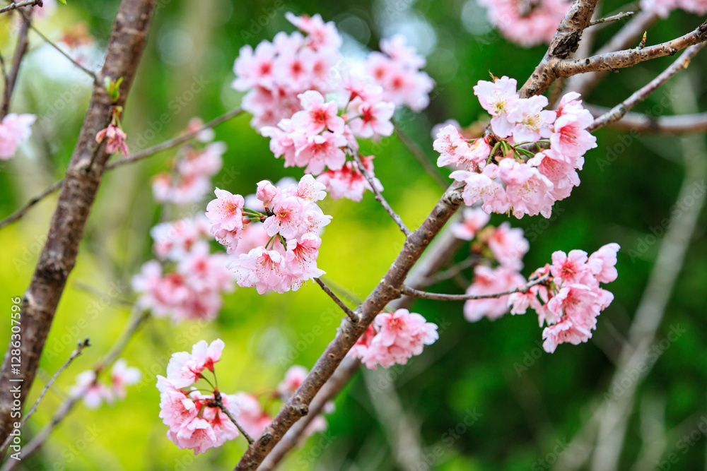 Soft Pink Cherry (Sakura) Blossoms on Branch