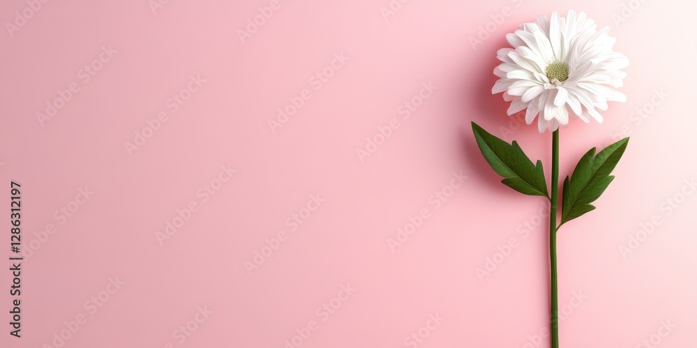 Fototapeta premium Single White Flower on Pink Background