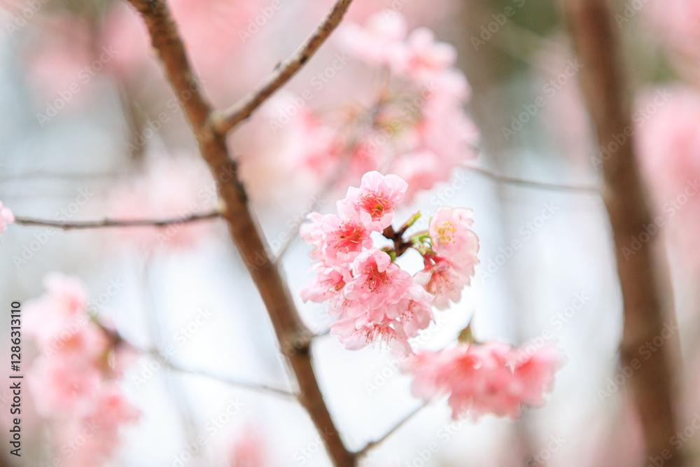 Beautiful Cluster of Pink Cherry (Sakura) Blossoms in Spring Beautiful Cluster of Pink Cherry (Sakura) Blossoms in Spring