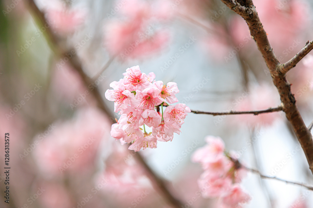 Beautiful Cluster of Pink Cherry (Sakura) Blossoms in Spring Beautiful Cluster of Pink Cherry (Sakura) Blossoms in Spring