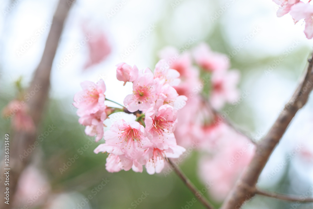 Obraz premium Beautiful Cluster of Pink Cherry (Sakura) Blossoms in Spring