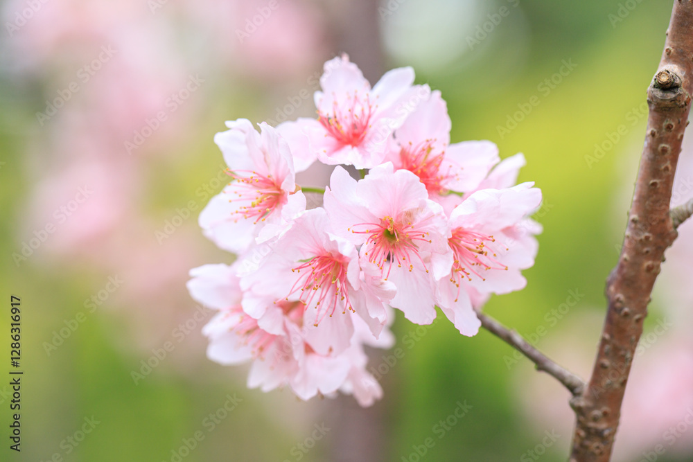 Beautiful Cluster of Pink Cherry (Sakura) Blossoms in Spring Beautiful Cluster of Pink Cherry (Sakura) Blossoms in Spring