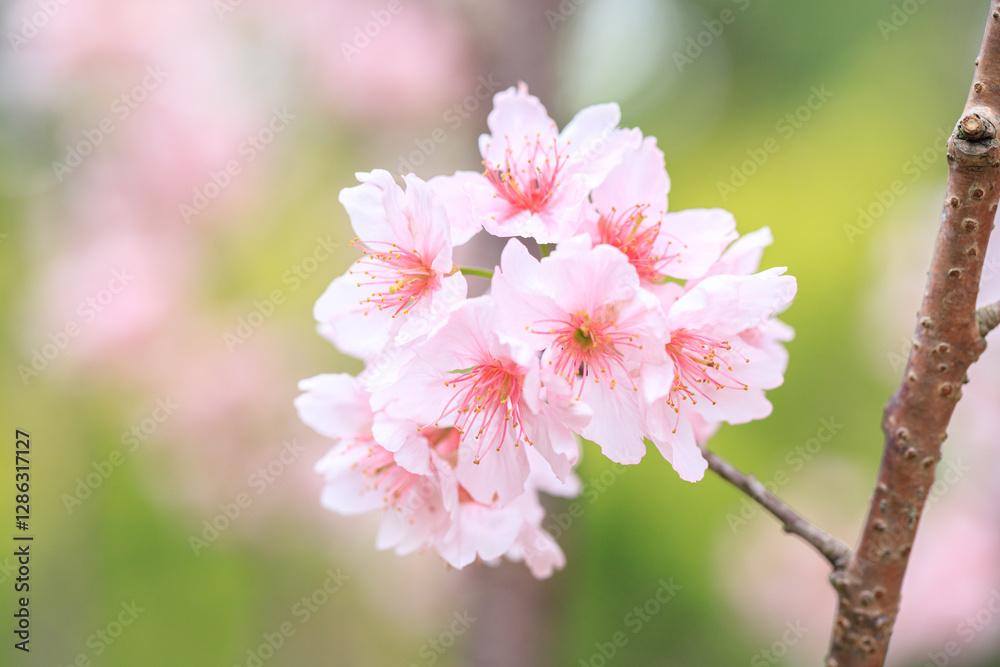 Beautiful Cluster of Pink Cherry (Sakura) Blossoms in Spring Beautiful Cluster of Pink Cherry (Sakura) Blossoms in Spring