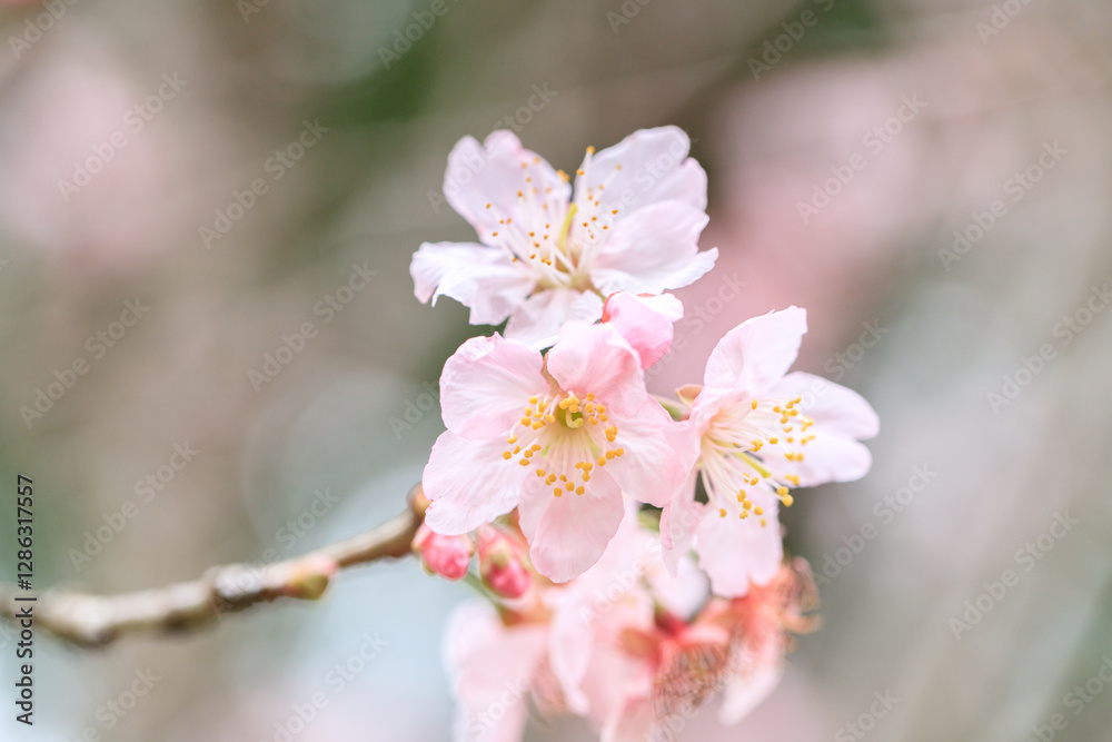 Beautiful Cluster of Pink Cherry (Sakura) Blossoms in Spring Beautiful Cluster of Pink Cherry (Sakura) Blossoms in Spring