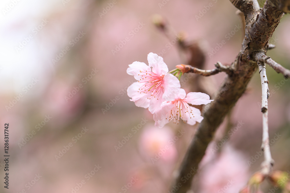 Beautiful Cluster of Pink Cherry (Sakura) Blossoms in Spring Beautiful Cluster of Pink Cherry (Sakura) Blossoms in Spring