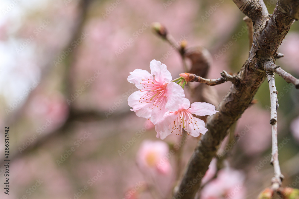 Beautiful Cluster of Pink Cherry (Sakura) Blossoms in Spring Beautiful Cluster of Pink Cherry (Sakura) Blossoms in Spring