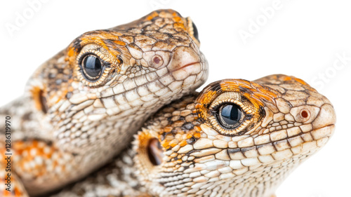 Close-up of two vibrant lizards showcasing their detailed scales and distinct facial features in soft light