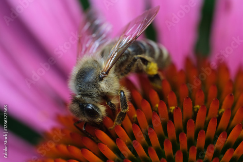 jeżówka i pszczoła