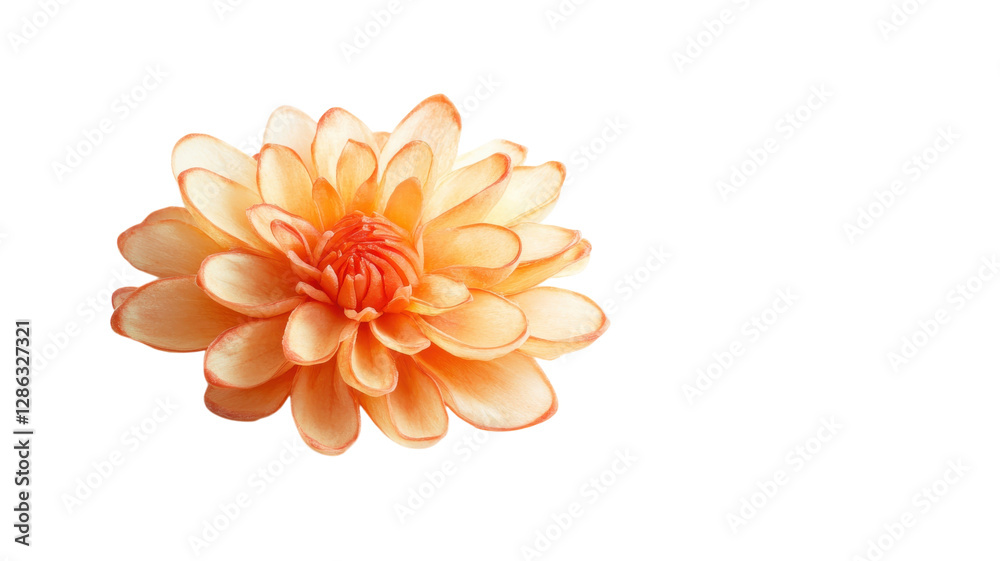 Beautiful orange flower with delicate petals displayed on white background in soft light