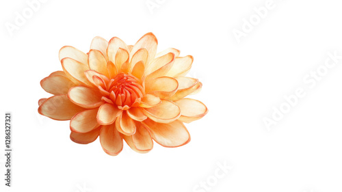 Obraz na płótnie Beautiful orange flower with delicate petals displayed on white background in soft light w salonie