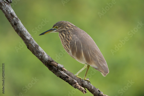 Indian pond heron, paddybird - Ardeola grayii perched at green background. Photo from Wilpattu National Park in Sri Lanka. photo