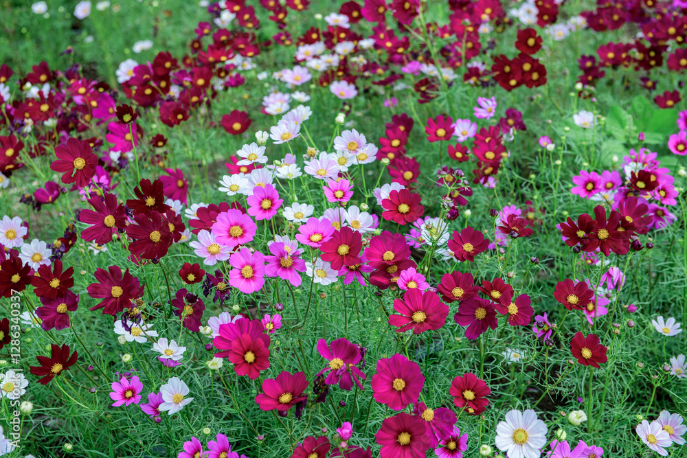 Fototapeta premium beautiful pink cosmos flowers in the farming area. flower field on winter season at Lop buri, THAILAND