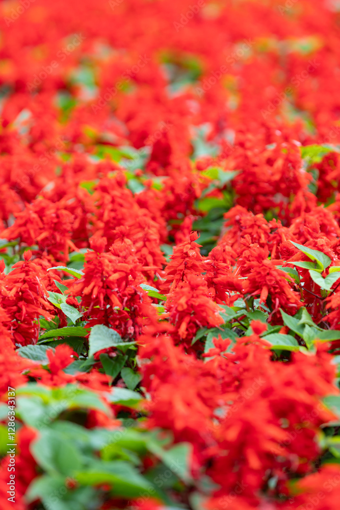 Vibrant Red Salvia Splendens Flowers in Full Bloom Vibrant Red Salvia Splendens Flowers in Full Bloom
