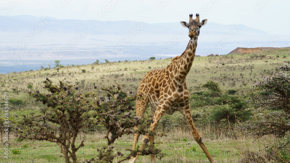 Fototapeta premium A Magnificent Giraffe Gracefully Walking Through Its Natural Habitat in the Savannah Serengeti Tanzania Africa