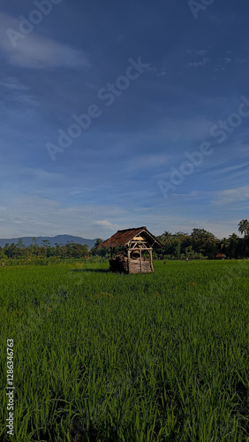 Traditional Hut in Lush Green Rice Field with Distant Mountain View Under Clear Blue Sky