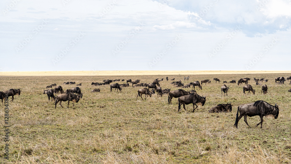Fototapeta premium Experience the Majestic and Incredible Wildebeest Migration Across the Serengeti Plains Serengeti Tanzania Africa