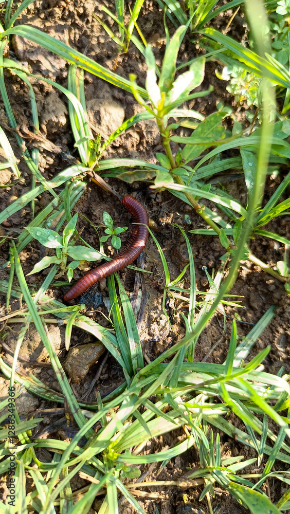 Red Millipede Crawling on Soil Among Green Plants in Natural Habitat Red Millipede Crawling on Soil Among Green Plants in Natural Habitat