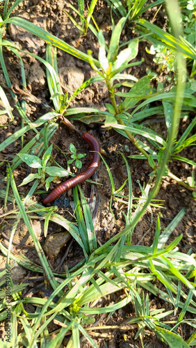 Red Millipede Crawling on Soil Among Green Plants in Natural Habitat