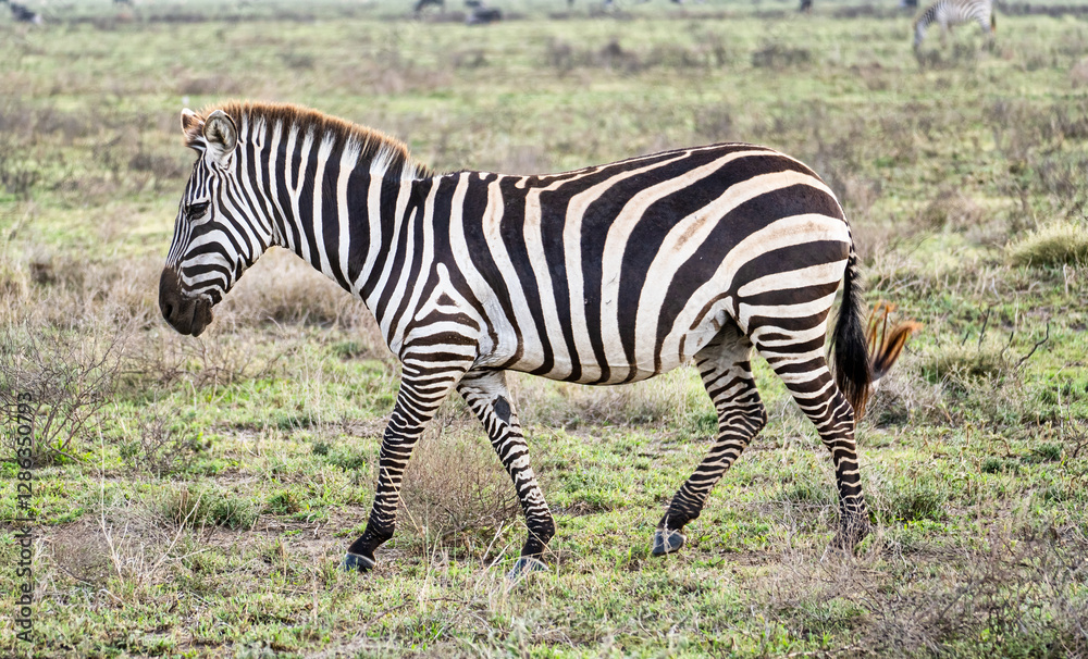 A Majestic Zebra is Gracefully Walking Through the Expansive Grasslands of Africa Serengeti Tanzania Africa A Majestic Zebra is Gracefully Walking Through the Expansive Grasslands of Africa Serengeti Tanzania Africa