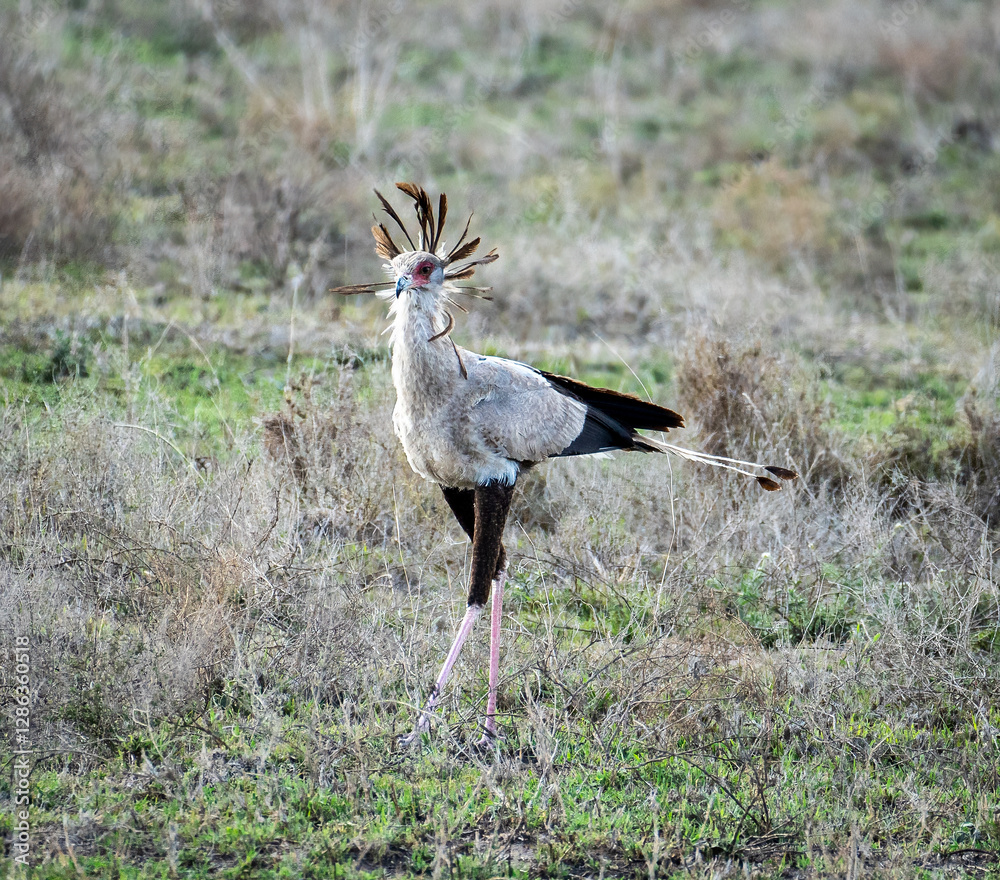 Fototapeta premium Behold the Stunning Secretary Bird gracefully thriving in its Natural Habitats beauty Serengeti Tanzania Africa