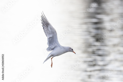 Lachmöwe im Flug
