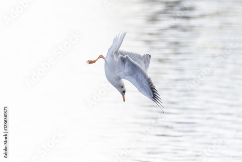 Lachmöwe im Flug