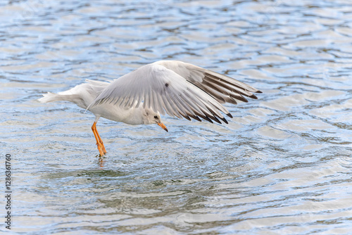 Lachmöwe im Flug