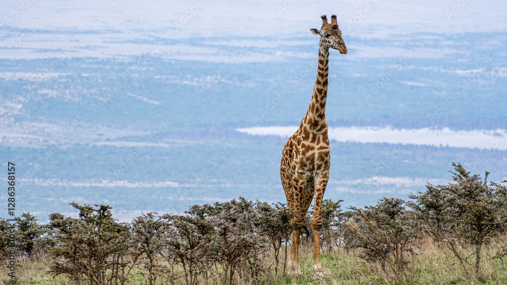 Obraz premium The Majestic Giraffe Gracefully Standing Tall in the Serene Wilderness of Serengeti Tanzania Africa