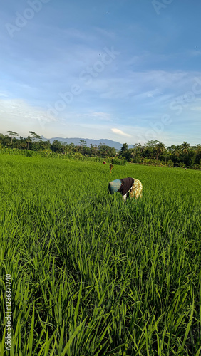 Farmer Working in Lush Green Rice Field with Mountain View Under Clear Blue Sky