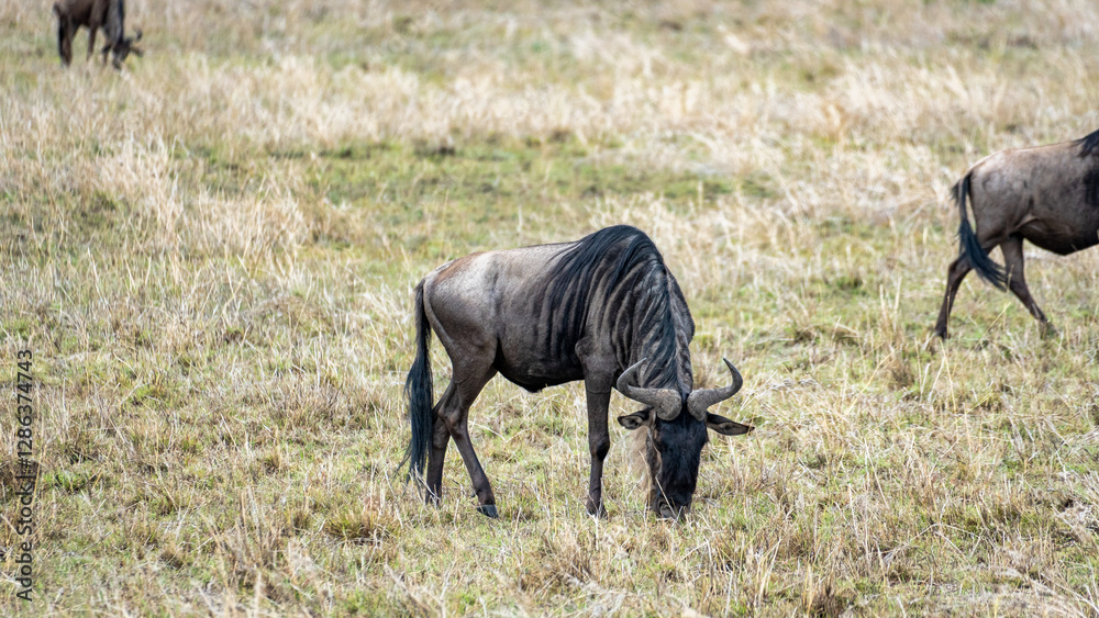 Fototapeta premium Wildebeest are seen grazing peacefully in their natural habitat, a stunning display of wildlife Serengeti Tanzania Africa