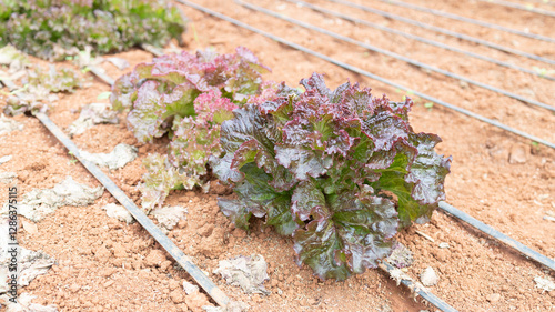 Non-toxic vegetable plant Organic with soil on farm ,Farmers hands holding fresh vegetables	
