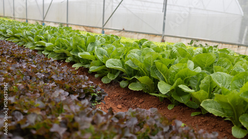Non-toxic vegetable plant Organic with soil on farm ,Farmers hands holding fresh vegetables	
