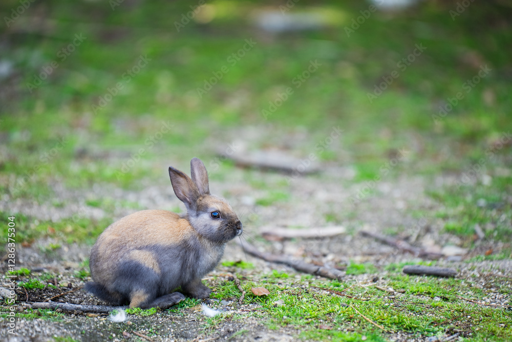 Fototapeta premium 大久野島の野うさぎ