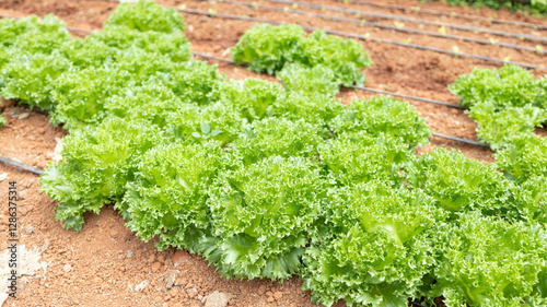 Non-toxic vegetable plant Organic with soil on farm ,Farmers hands holding fresh vegetables	
