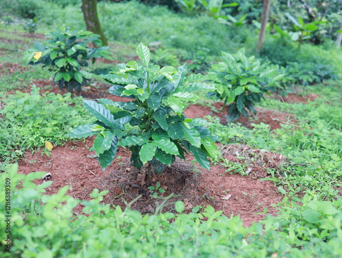 organic arabica coffee green beans on hand in farm.harvesting Robusta and arabica coffee berries by agriculturist hands,Worker Harvest arabica coffee berries on its branch, harvest concept.