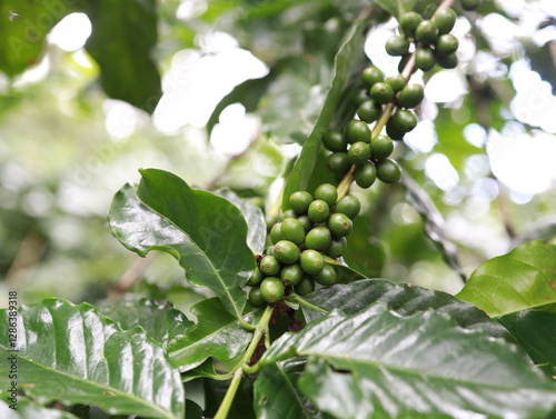 organic arabica coffee green beans on hand in farm.harvesting Robusta and arabica coffee berries by agriculturist hands,Worker Harvest arabica coffee berries on its branch, harvest concept.