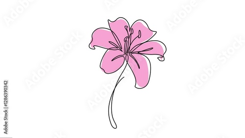 Animated Lillium flowers continuous line motion graphics. 